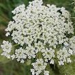 Portraitfoto Daucus carota